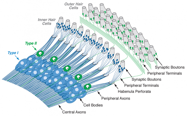 درون گوش داخلی دو نوع سلول حساس وجود دارد که به نام سلول‌های مویی داخلی (Inner Hair Cells, IHCs) و سلول‌های مویی خارجی (Outer Hair Cells, OHCs) هستند