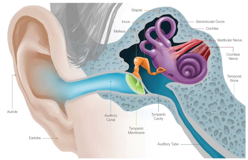 آناتومی گوش و انواع اندام های گوش