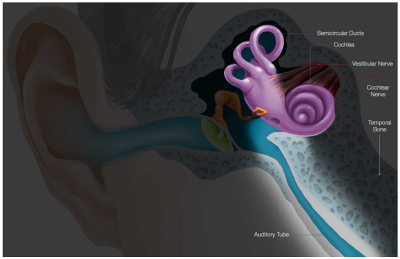 نمای نزدیک و شفاف از گوش داخلی و اندام های آن